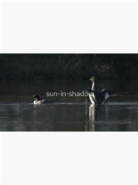 Ducks Photographic Print For Sale By Sun In Shadow Redbubble