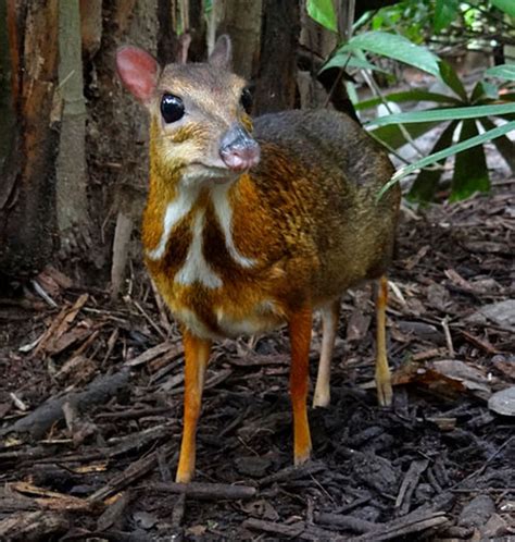 We did not find results for: 20 Unique Wildlife Species You Must Not Miss in Malaysia ...