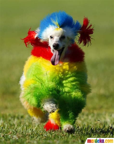 Check spelling or type a new query. Foto : Ketika si lucu anjing pudel berdandan warna-warni| merdeka.com