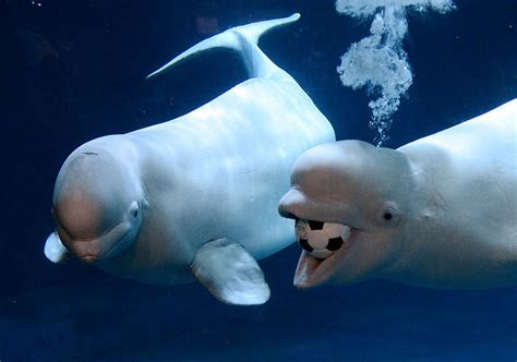 Beluga Whale Facts Habitat Sounds Diet Baby Videos