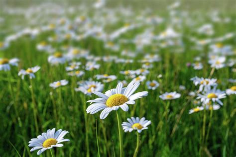 Daisy Flower Field In Spring Photograph By Artush Foto Fine Art America