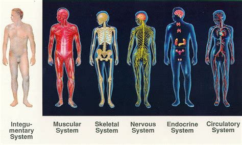 You Might Find Thishumerus The Complexity Of The