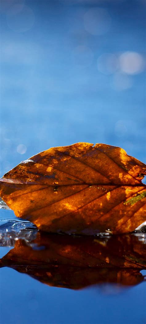 Leaf Autumn Fallen Dry Water Liquid 1080x2400