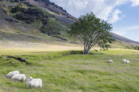 How Iceland Is Regrowing Forests Destroyed By The Vikings