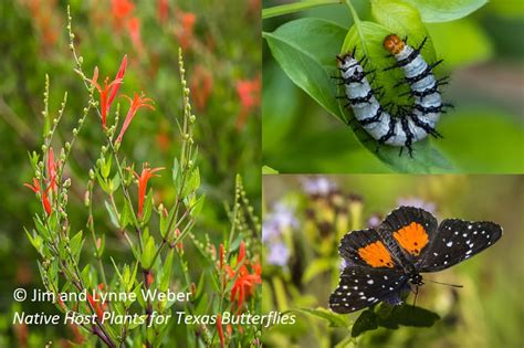 Flowers that attract hummingbirds, bees, and butterflies are certainly on top of my list. Top Tip to Attract Butterflies + Tree Foliage Loss ...