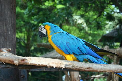Blue And Yellow Macaw Parrot 2 Free Stock Photo Public Domain Pictures