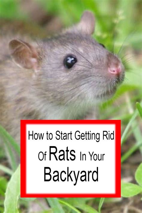 Perhaps her leg will be smashed or cut off in the trap. Pin on Backyard Pests