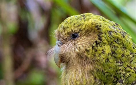 Kakapo Returns To North Island Of New Zealand Birdguides