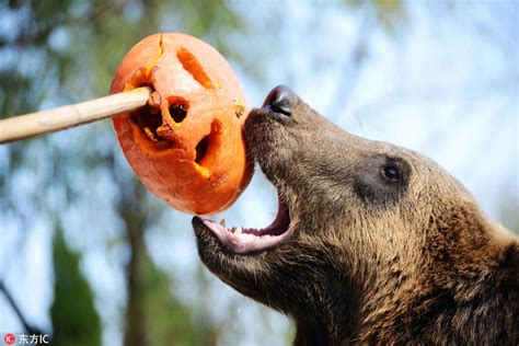 Halloween Treats For Animals At The Zoo 2 Cn