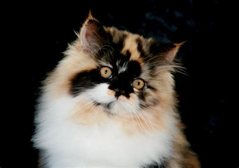 Calico Persian Kitten ~ Ultra Rare Persian Kittens For Sale 660 292
