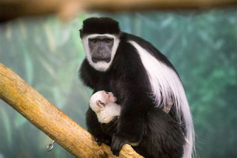 Photos Baby Colobus Monkey Born At Christmas At Lincoln Park Zoo
