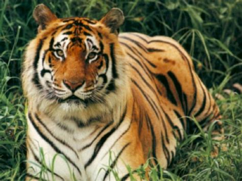 Le Tigre Du Bengale Centerblog