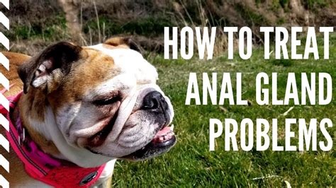 How To Treat Clogged Anal Glands In Bulldogs The Simple Truth Youtube