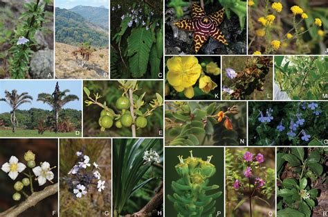 Species New To Science Botany • 2019 The Endemic Plants Of
