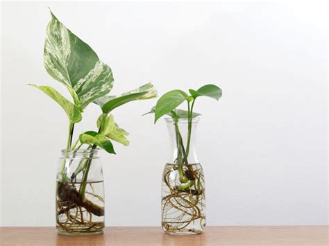 Plants that grow in water