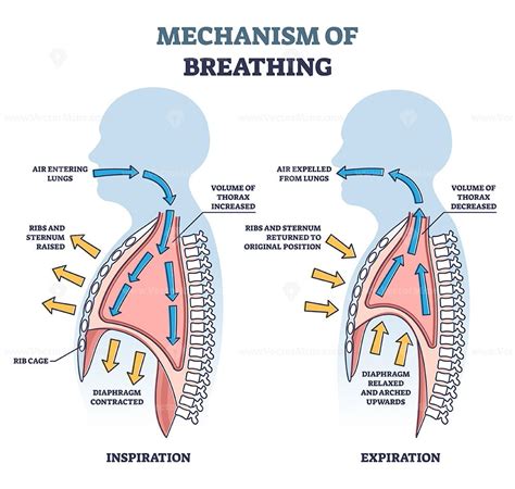 Mechanism Of Breathing As Anatomical Process Explanation Outline Diagram Labeled Educational