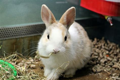 Rabbit Awareness Week Urge People To Stop Feeding Their Rabbits Muesli