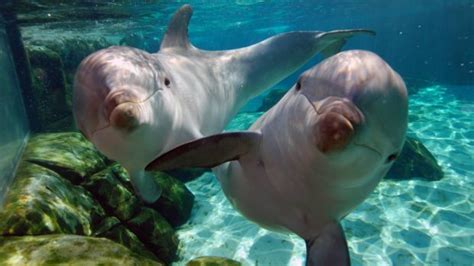 🥇 ¿cómo Se Reproducen Los Delfines Así Es El Proceso De Gestación Tubazo