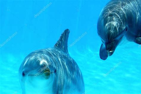 Couple Of Dolphins — Stock Photo © Shopartgallery 3533806