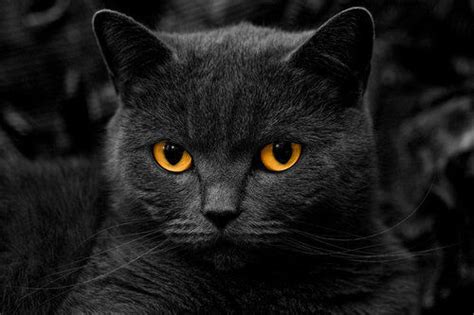Black Cat With Orange Eyes Pictures Photos And Images