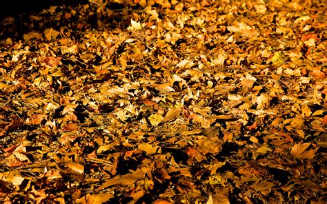 Free Photo Fallen Leaves Autumn Bench Dead Free Download Jooinn