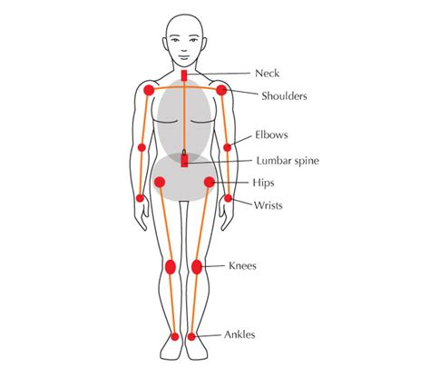 Human skeleton, the internal skeleton that serves as a framework for the body. Joint-Friendly foods and exercises - Portable ...