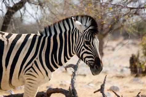 Zebra Facts Habitat Diet And Size With Pictures Animalspal