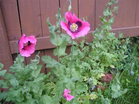 Overcrowding will produce smaller sized flower heads that produce less opium. How to grow poppies from seed...planting them via ice ...