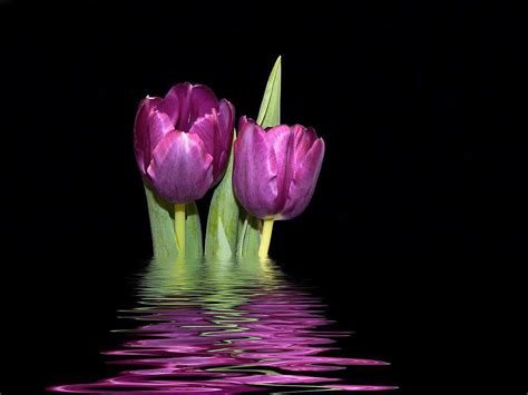 Sổ Tay Xây Dựng Hình Nên Hoa Tulip đẹp