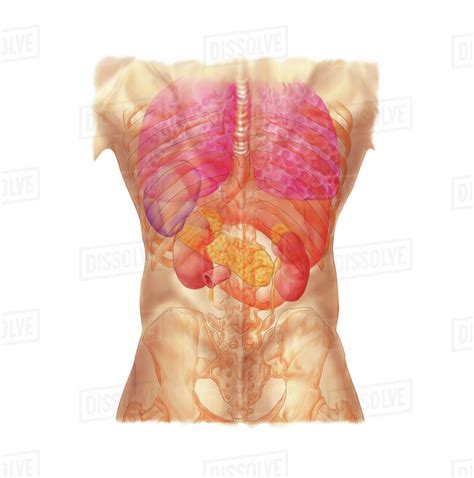 Jun 10, 2021 · the thoracic cage (rib cage) is the skeleton of the thoracic wall. Anatomy Rib Cage Posterior View : Lungs And Rib Cage Posterior View Stock Illustration ...