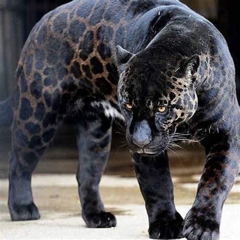 One Of Natures Amazing Tricks Is Melanism A Rare Phenomenon