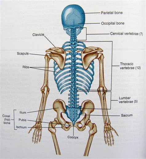 notes  anatomy  physiology  spinal column