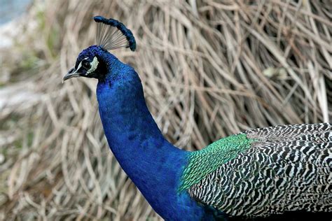 Fort Sam Houstons Famed Quadrangle Peacocks A Tradition Still