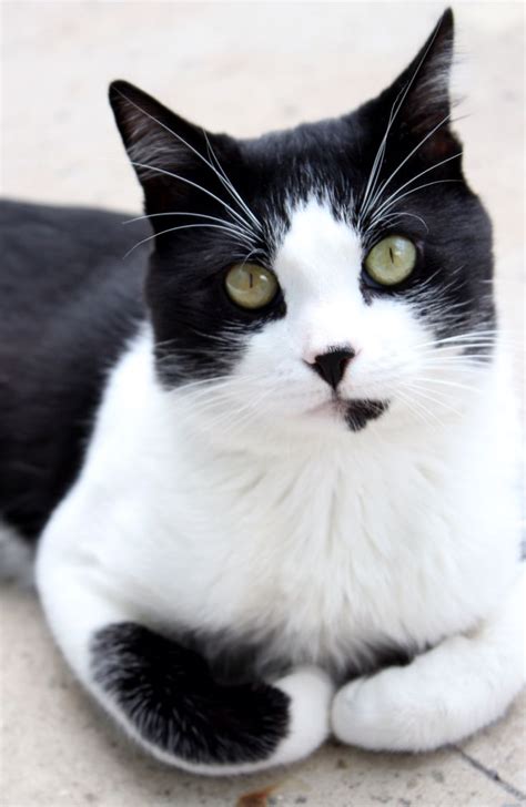 152 Best Tuxedo Cats Images On Pinterest Cute Kittens