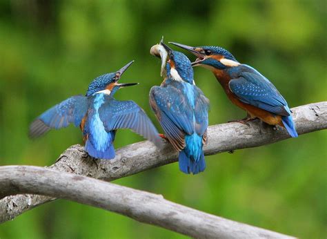 Three Blue And Brown Kingfisher On Branch Alcedo Atthis Common