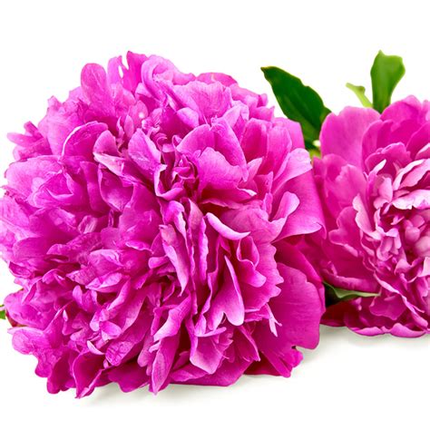 For an alphabetical list of the individual flower species that we offer, that can be grown in oregon, please visit our flower list page. Oregon Flowers - Flowers Grown With a Dutch Touch!