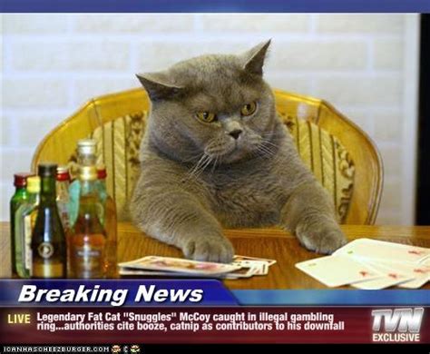With tenor, maker of gif keyboard, add popular funny fat cat memes animated gifs to your conversations. Breaking News - Legendary Fat Cat "Snuggles" McCoy caught ...