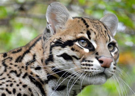 Ocelot Tropical Rainforest Animals Camera Footage From Peru Suggests