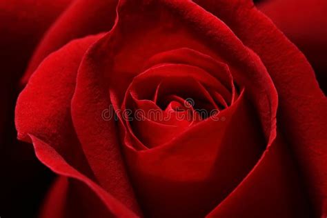 Close Up Macro Shot Of A Red Rose Stock Image Image Of Natural Flora