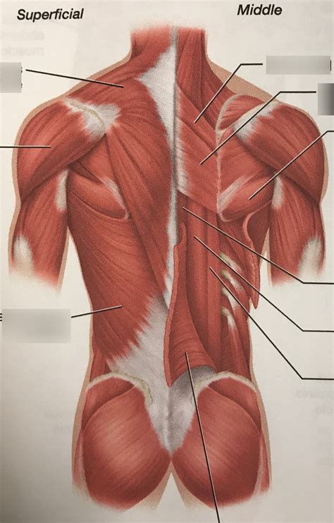 Back Muscles Part Diagram Quizlet