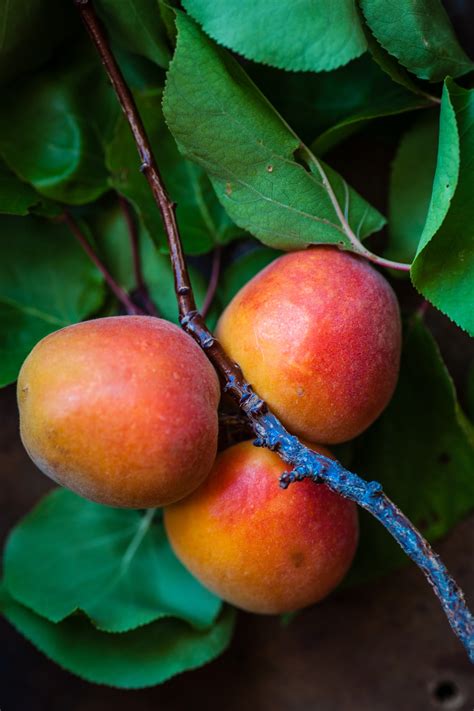 Biodegradable replacements to polluting plastics and polyester. Mango Fruit Pictures | Download Free Images on Unsplash