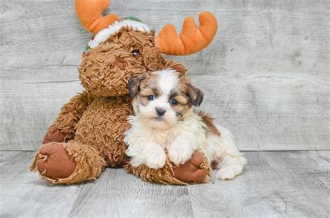 Our teddy bear puppies for sale come from either usda licensed commercial breeders or hobby breeders with no more than 5 breeding mothers. Teddy Bear Puppies For Sale - Shichon puppies for sale in Ohio