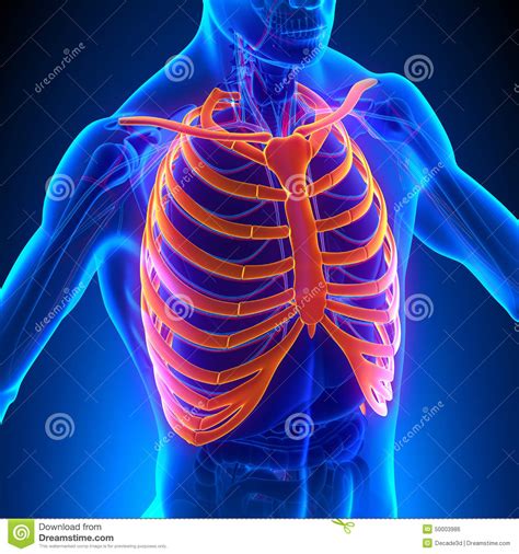 An exception to this rule is that the first rib articulates with the first thoracic vertebra only. Rib Cage Anatomy Bones With Circulatory System Stock Illustration - Image: 50003986