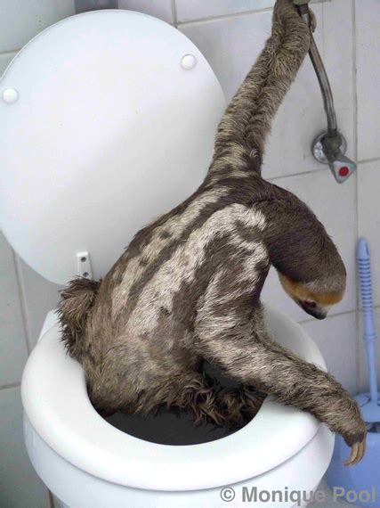 The Dangers Of Pooping How Sloths Die Mudfooted
