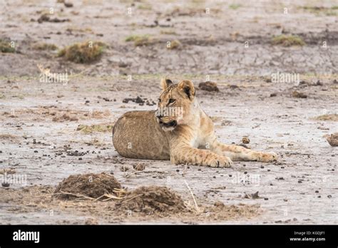 Lion Laying Down Stock Photos & Lion Laying Down Stock Images - Alamy