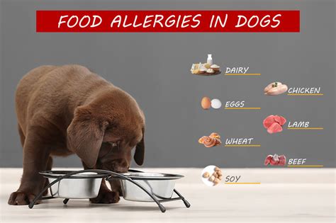 How To Tell If Your Dog Is Allergic To Food