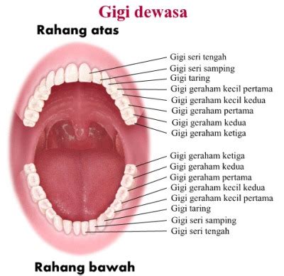 Pertumbuhan Gigi Bayi dan Anak | Medkes
