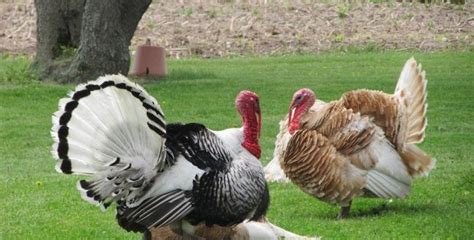 turkey farming information for beginners asia farming