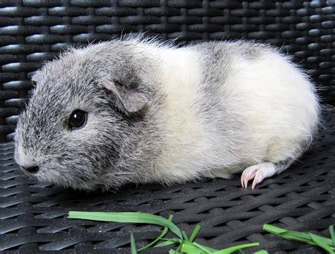 Other than a few short hairs they are mostly naked. All Things Guinea Pig: Breeds and Varieties