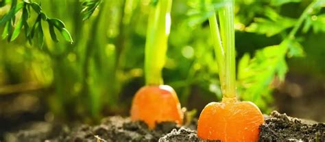 Why Do My Carrots Grow Short And Fat Greenthumbsguide